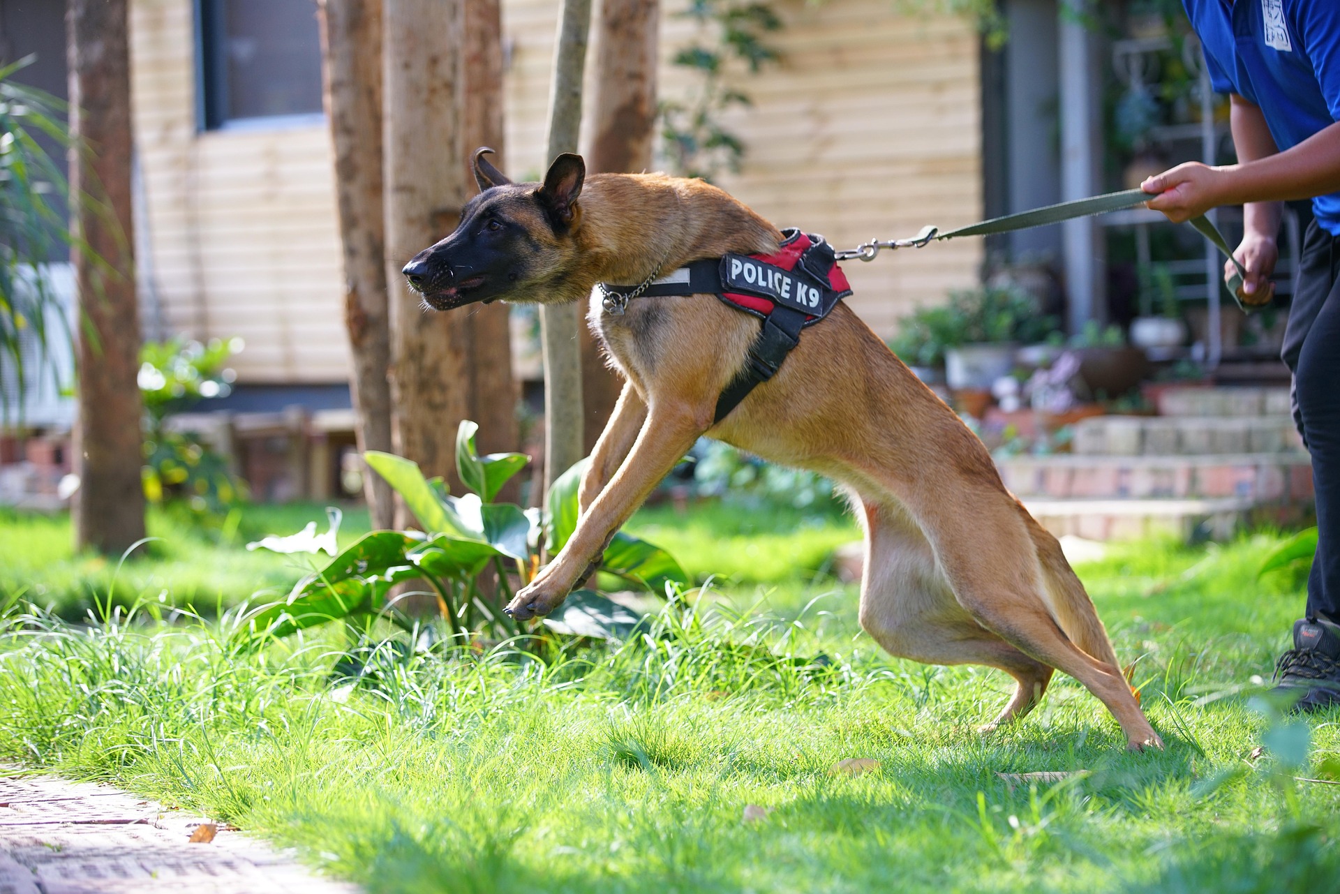 guard dog 3494494 1920