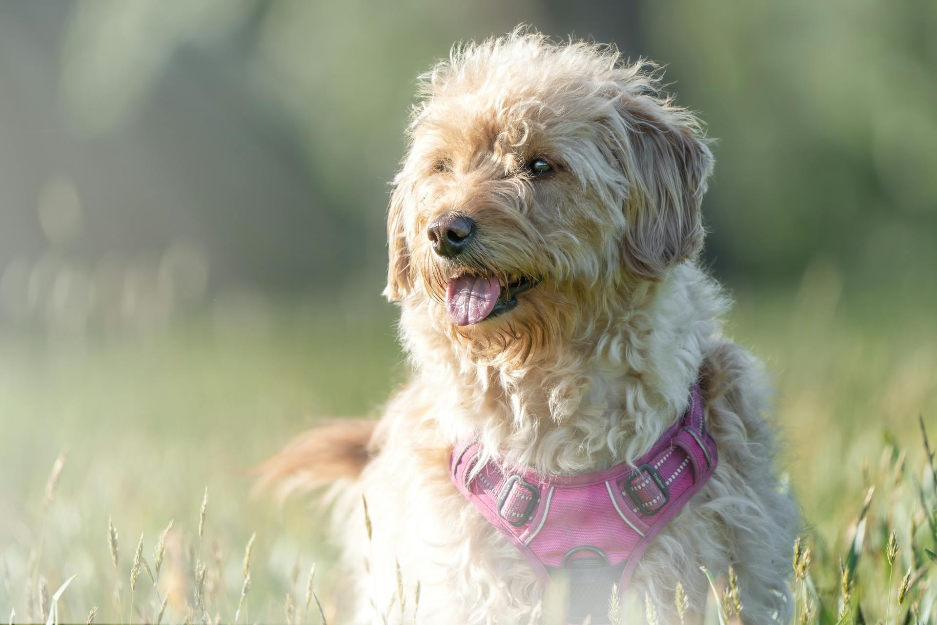 dog flea treatment