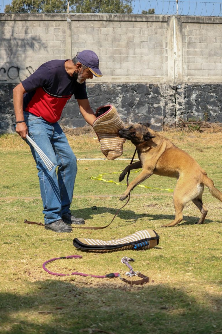 dog bite dangers
