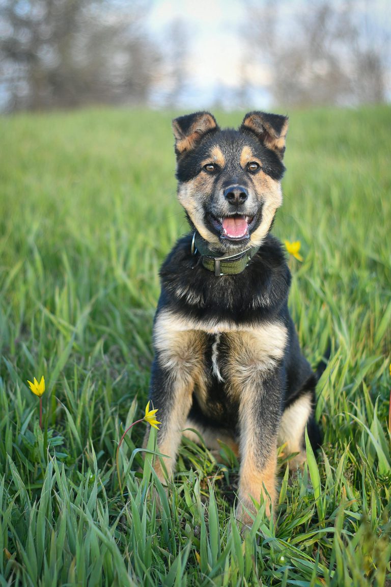 dog flea and tick treatment
