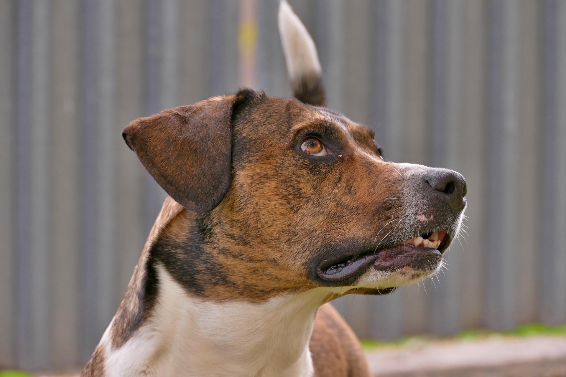 the dog 4307828 1920