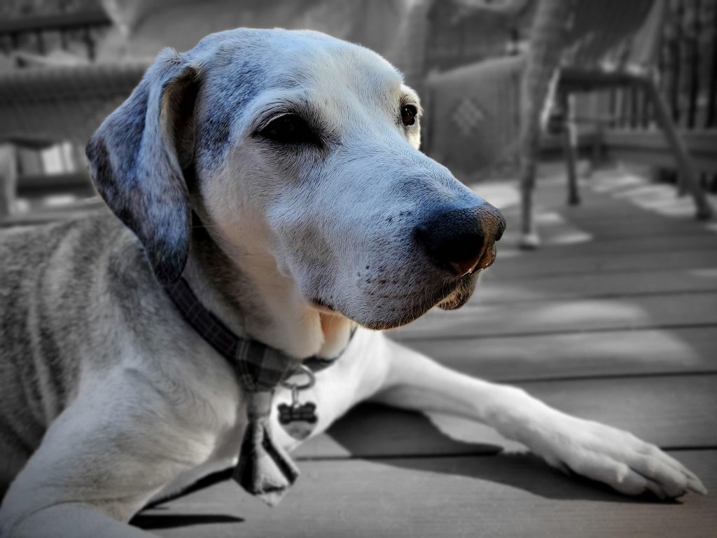 When Is It Time? Understanding Quality of Life for Senior Pets 1 dog 5239154 1920