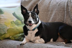 Can Blue heelers be house dogs