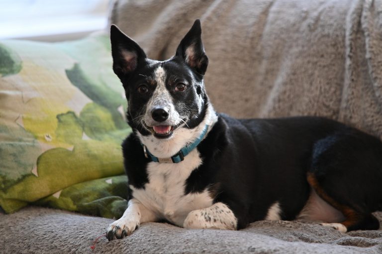 Can Blue heelers be house dogs