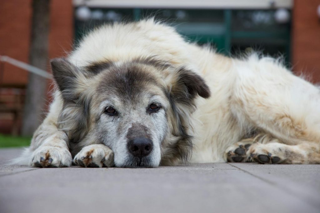 What Can I Do About My Dog's Arthritis? 4 pexels ismail aybey 1142119935 21268602