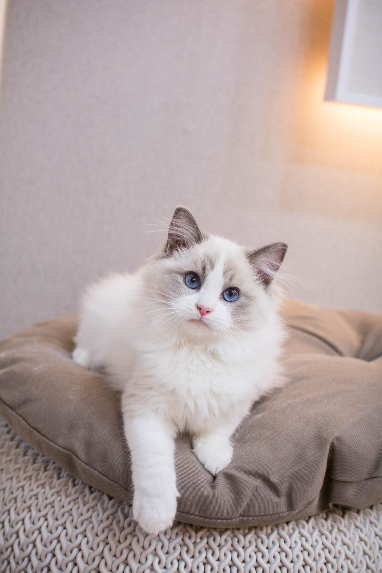 cat 4936769 1920