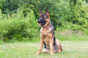 german shepherd dog breed overview