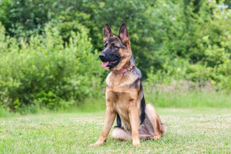 german shepherd dog breed overview