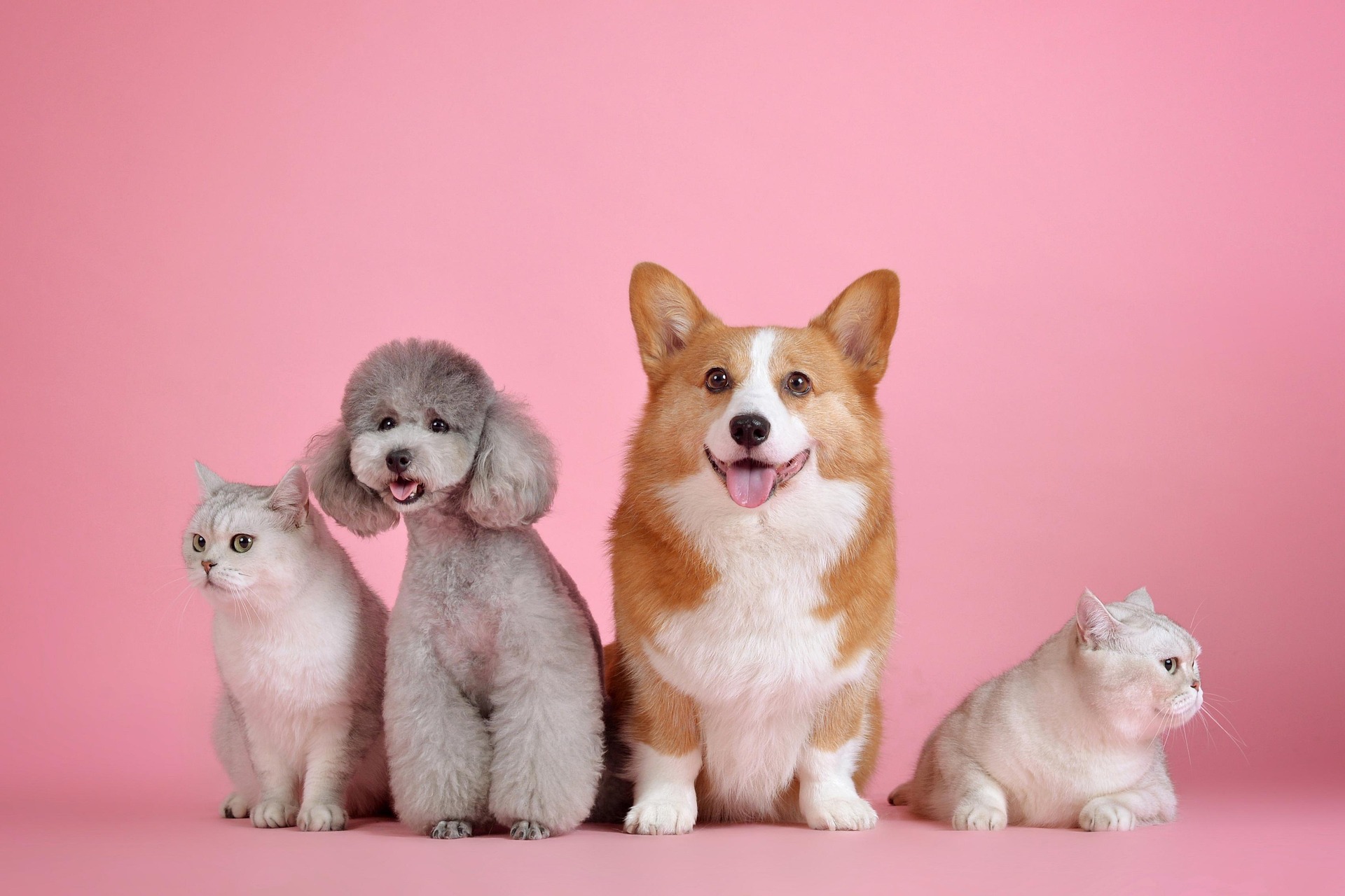 pets 3715733 1920
