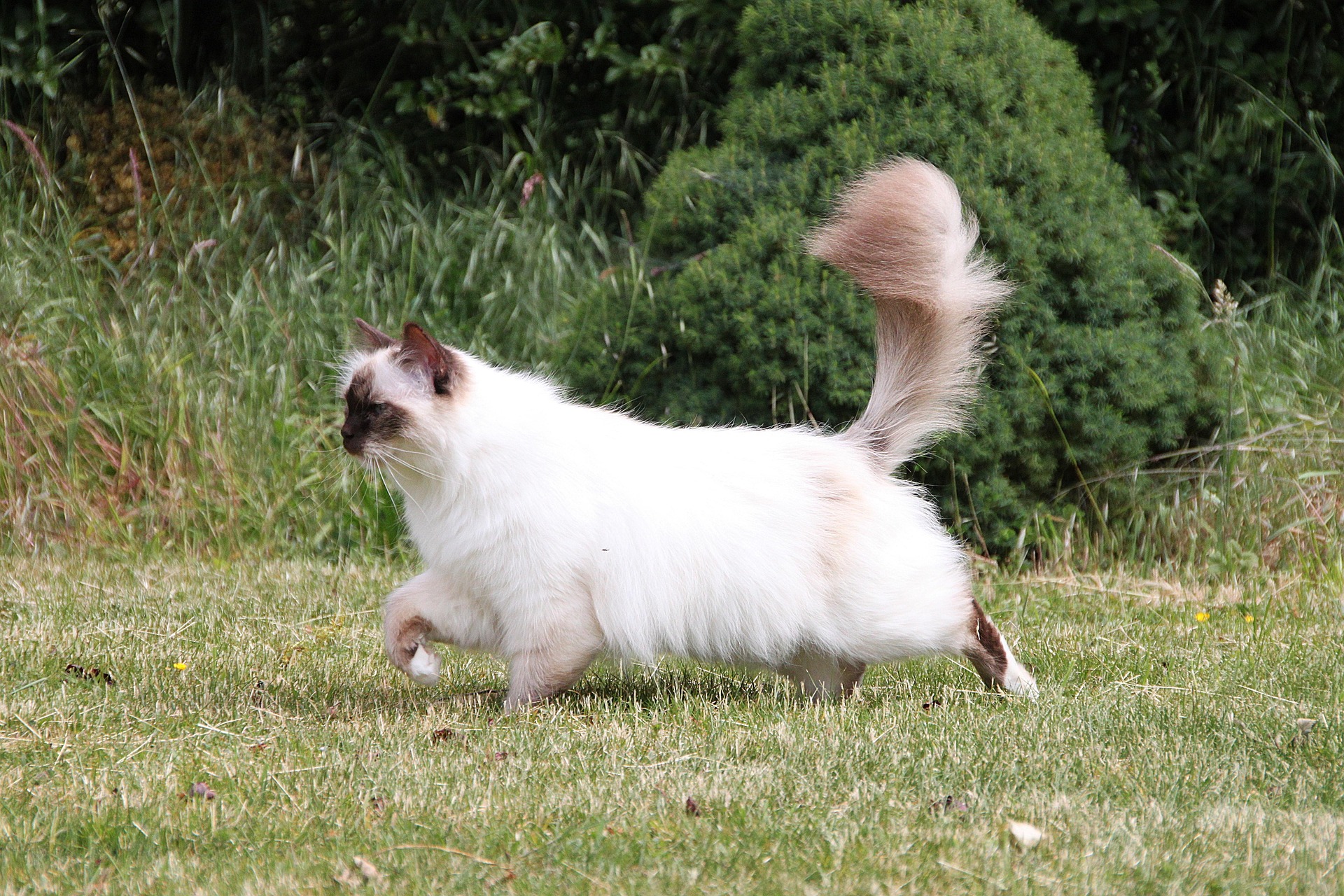 sacred birman 5177215 1920