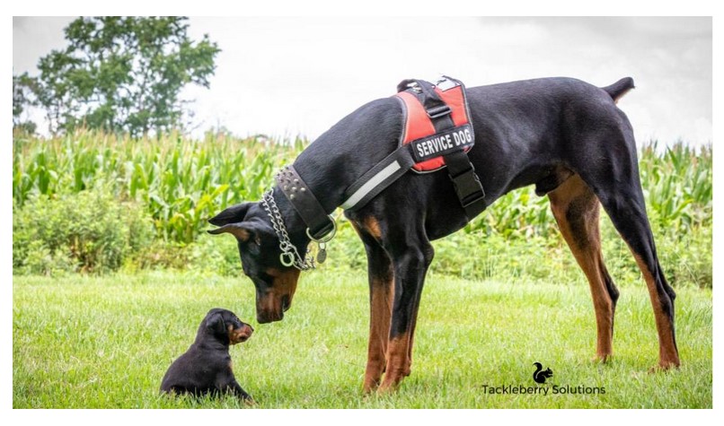 dobermans life expectancy 1