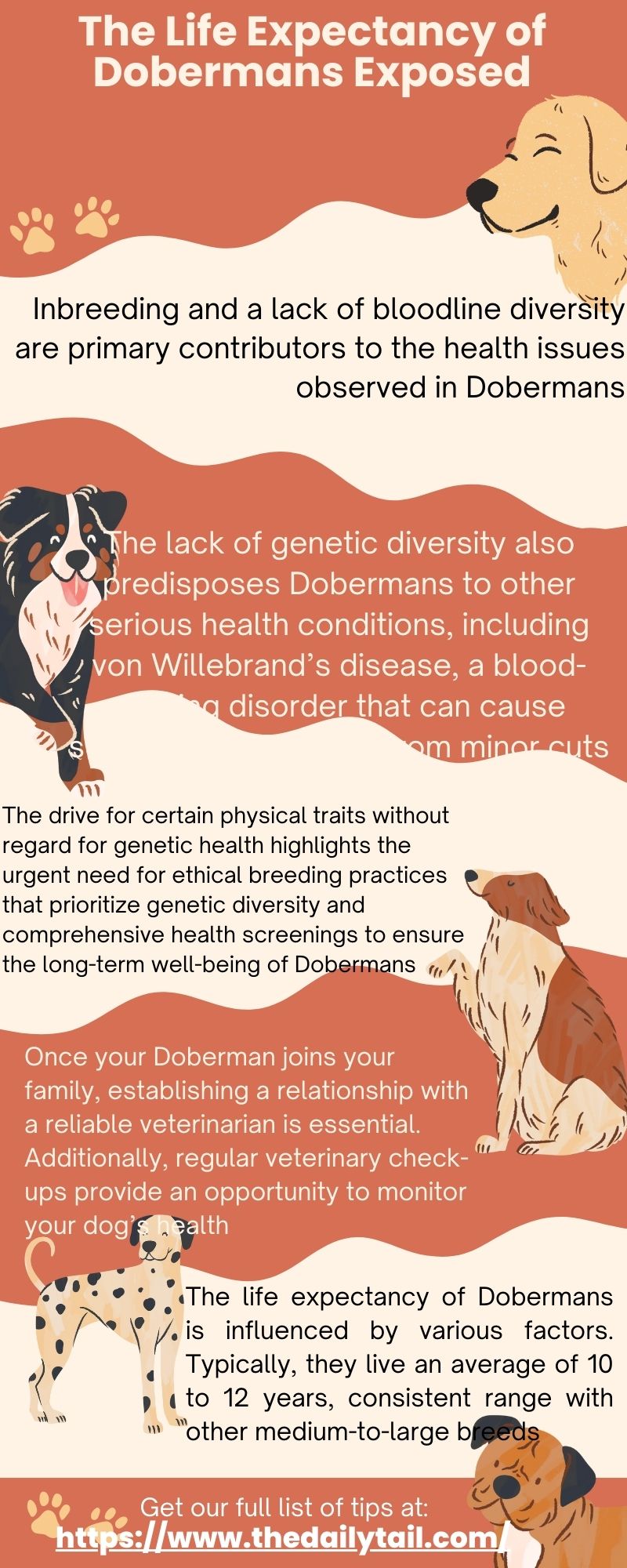 life expectancy of dobermans infographic