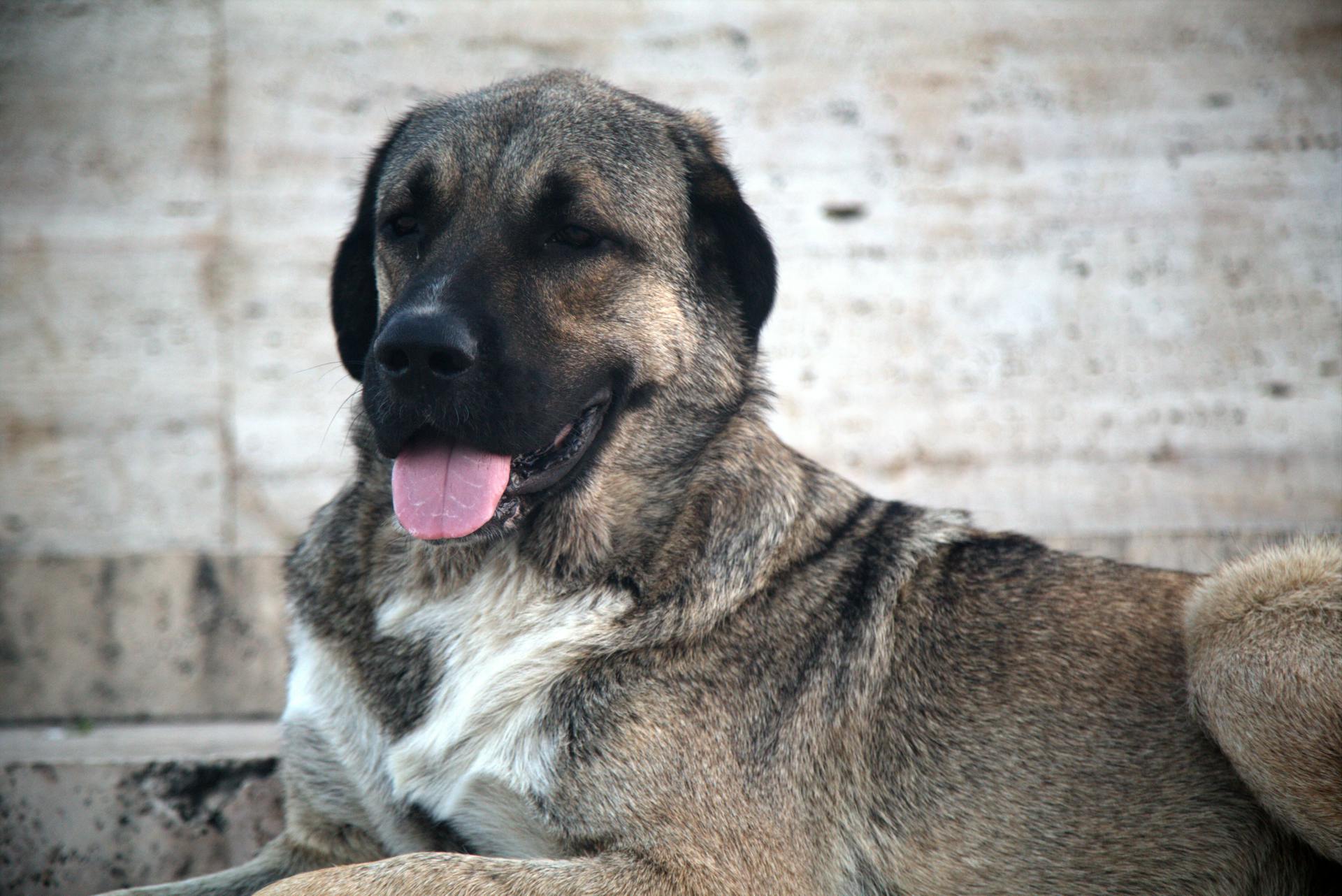 pexels dogs devotion 452612438 33291180