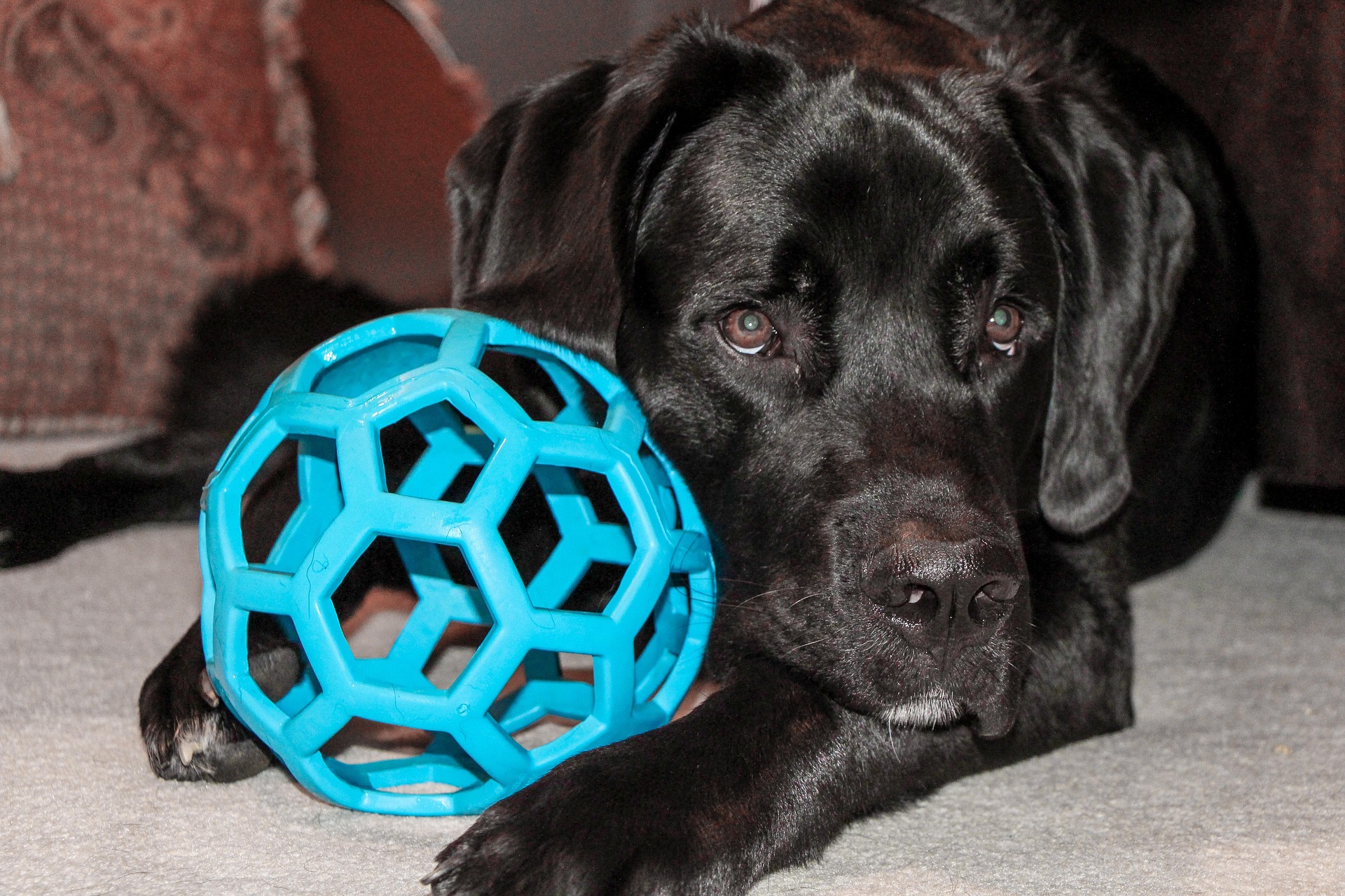 dog 1453739 1920