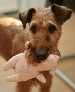 dog 2901704 1920