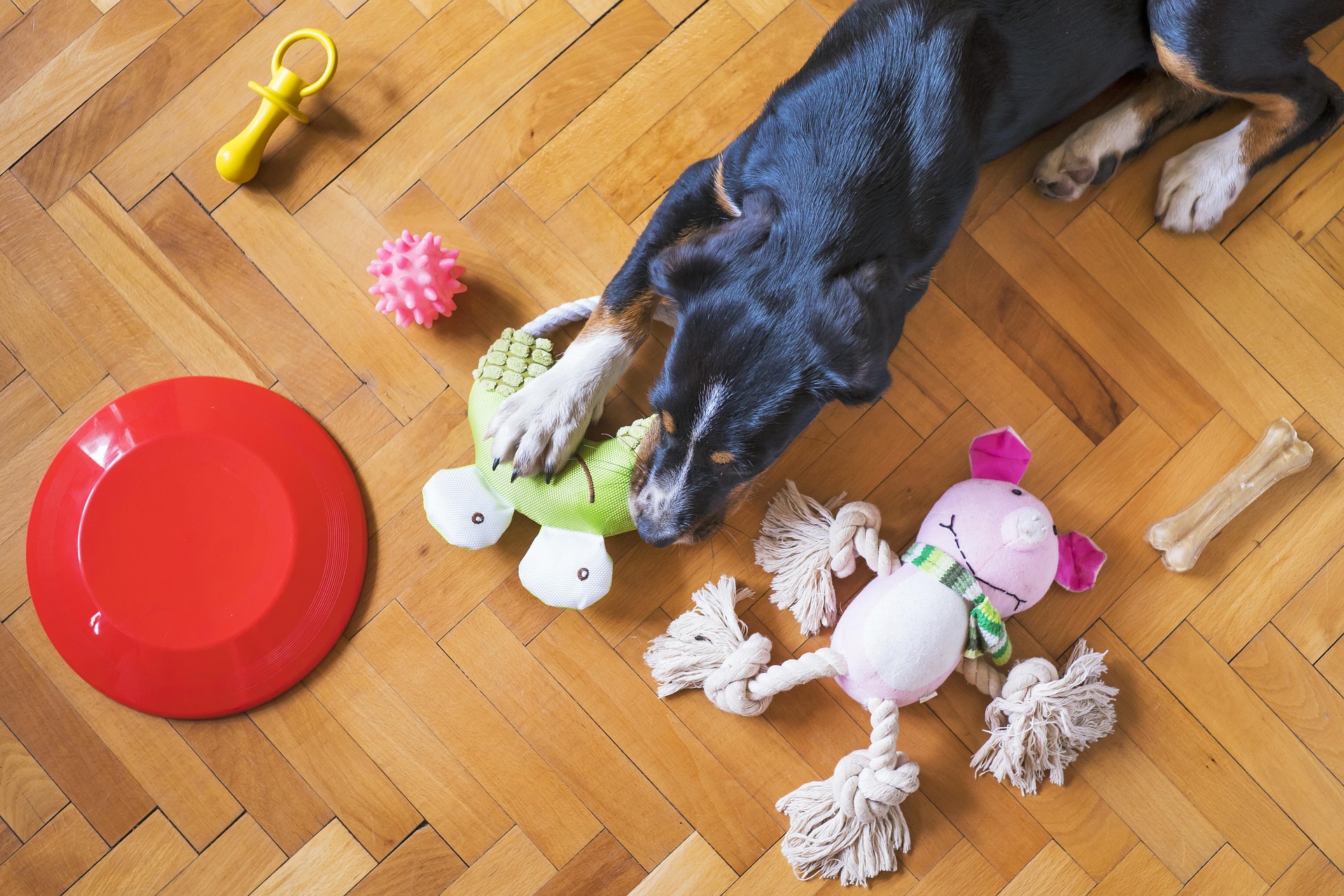 dog toys 5175628 1920