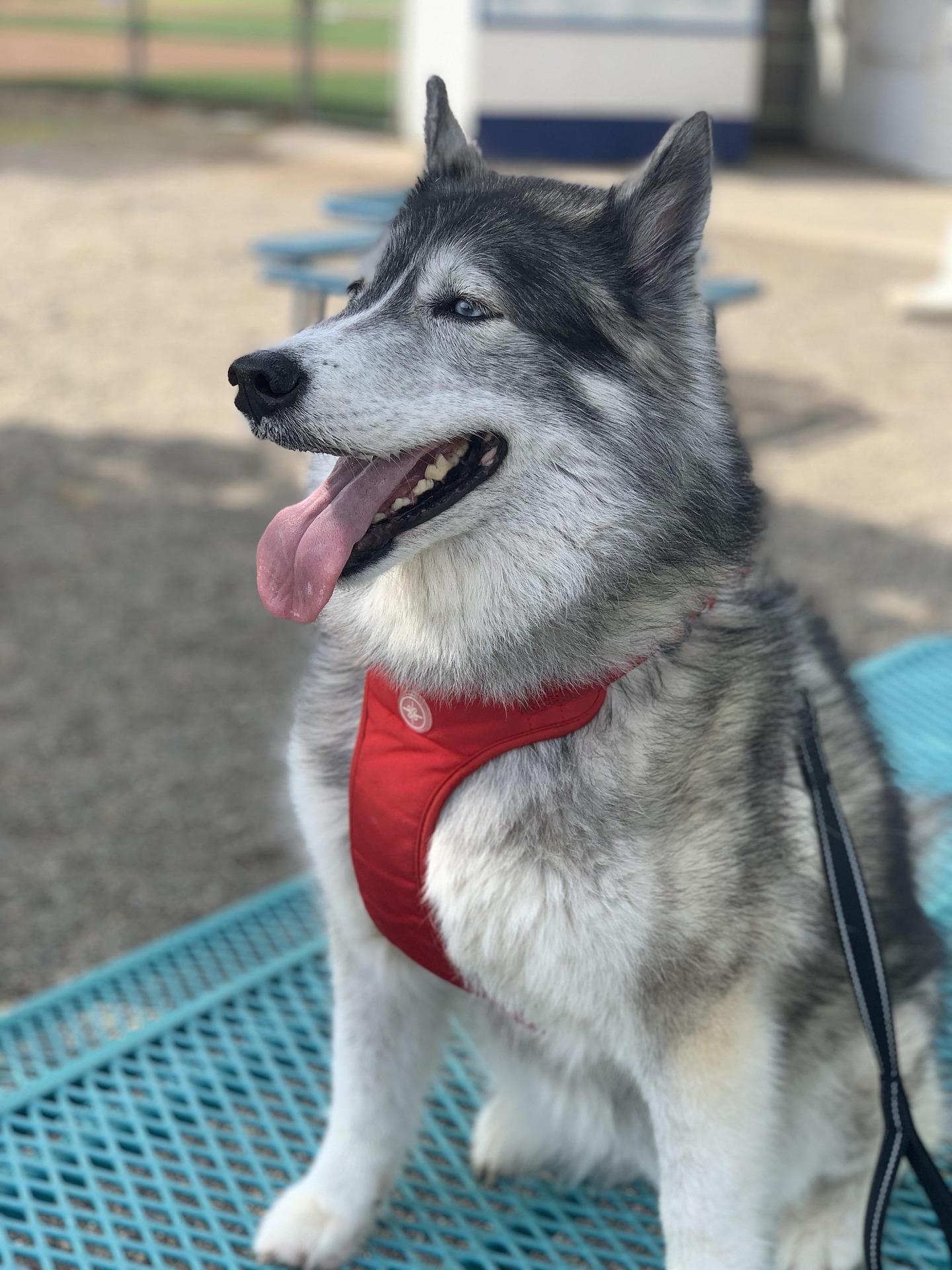 husky 4121404 1920