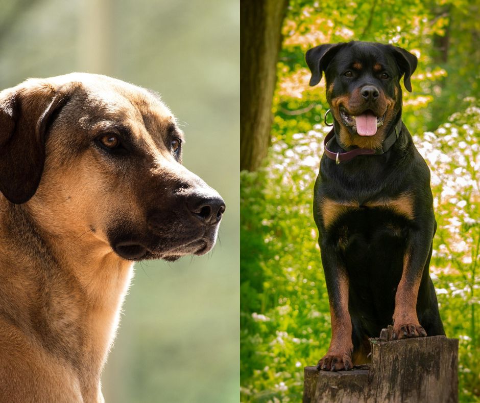 kangal vs rottweiler
