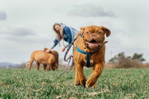 bordeaux mastiff 7170006 1920