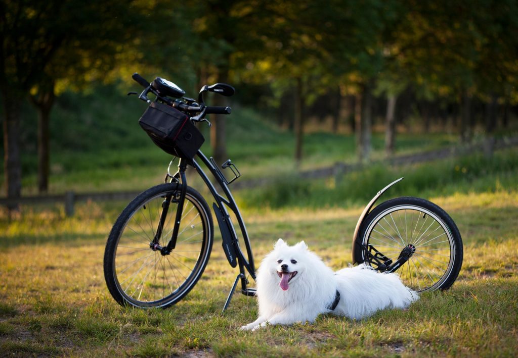 Stop Telling Your Dog to "Stay" And Do This Instead 27 dog 5723355 1920