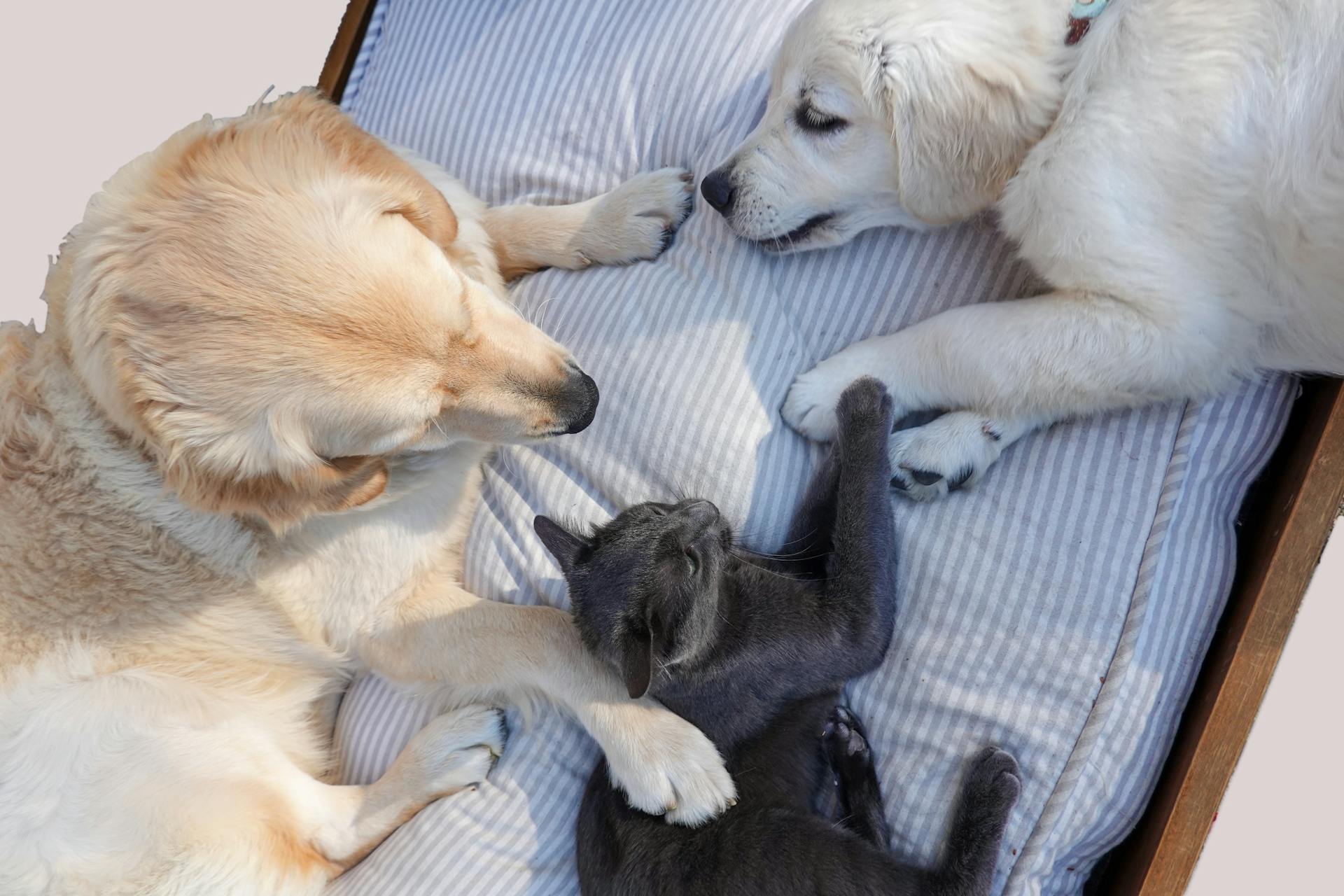 dogs and cats socialization