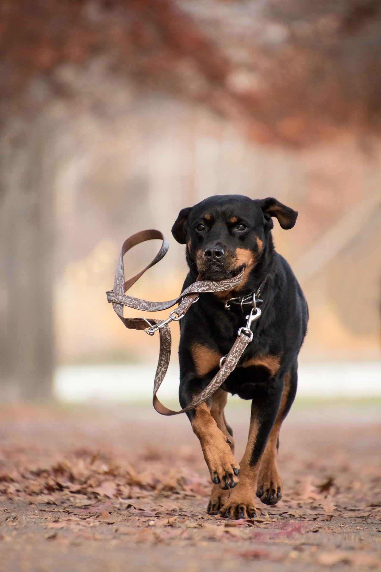 rottweiler 5767824 1920