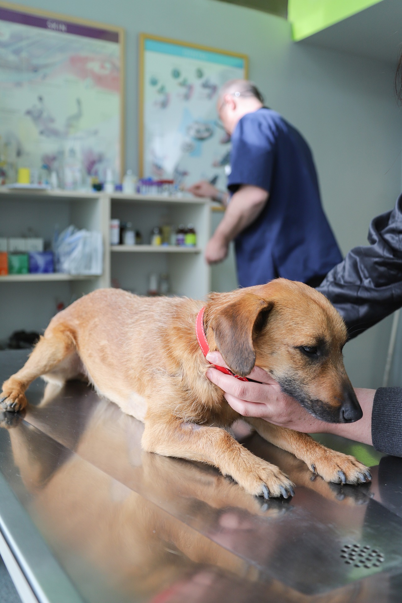veterinarian 4906607 1920