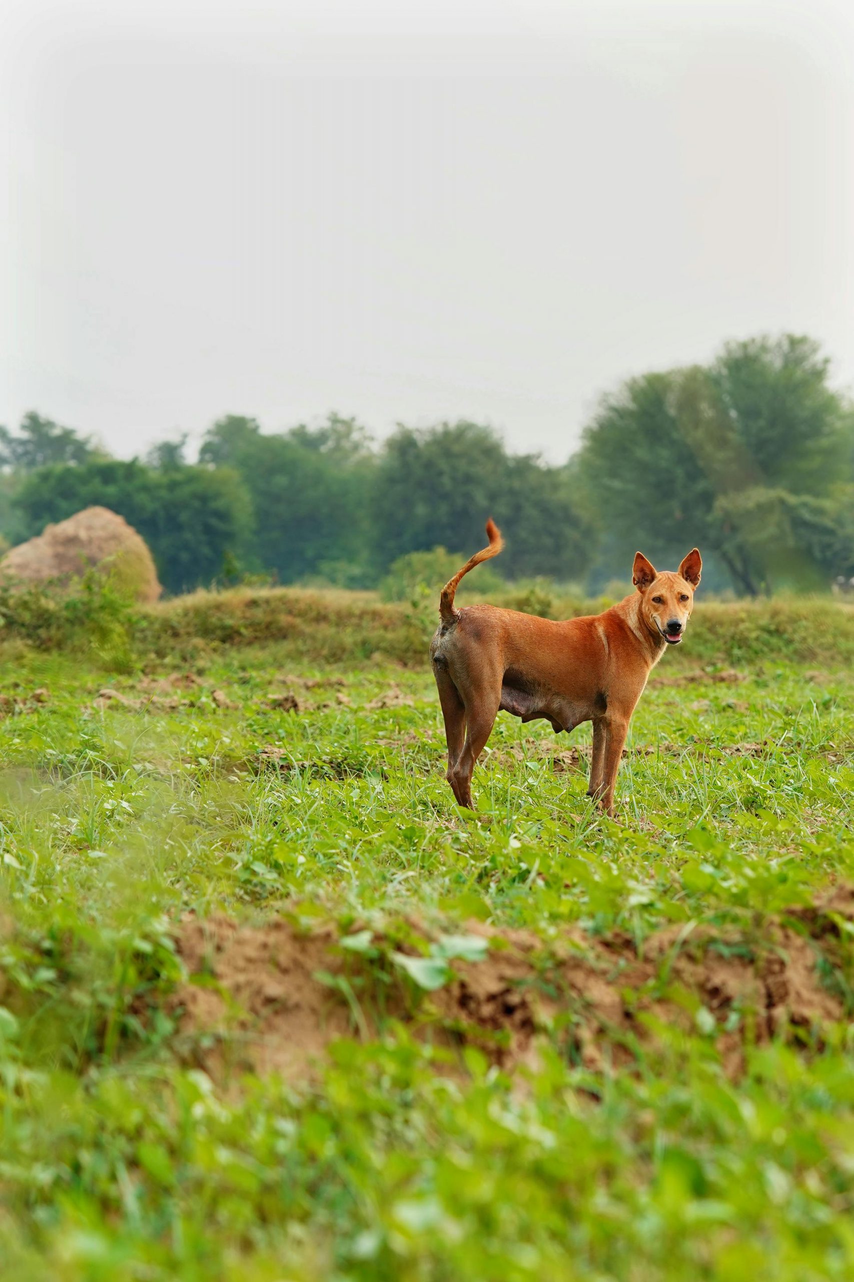 Why Does My Dog Scratch the Ground After Pooping? 2 pexels ankit rainloure 1425442 34598473 scaled