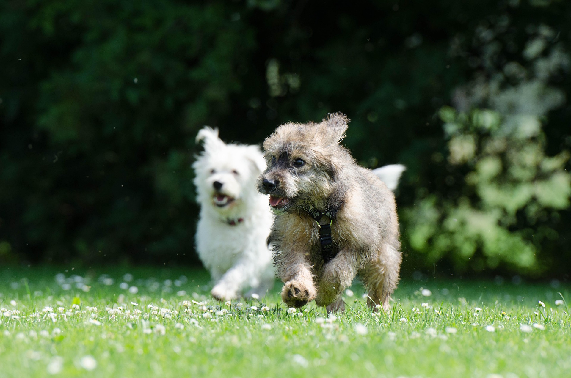 How a Simple Playdate Can Make Your Dog More Confident 1 two running dogs 750570 1920