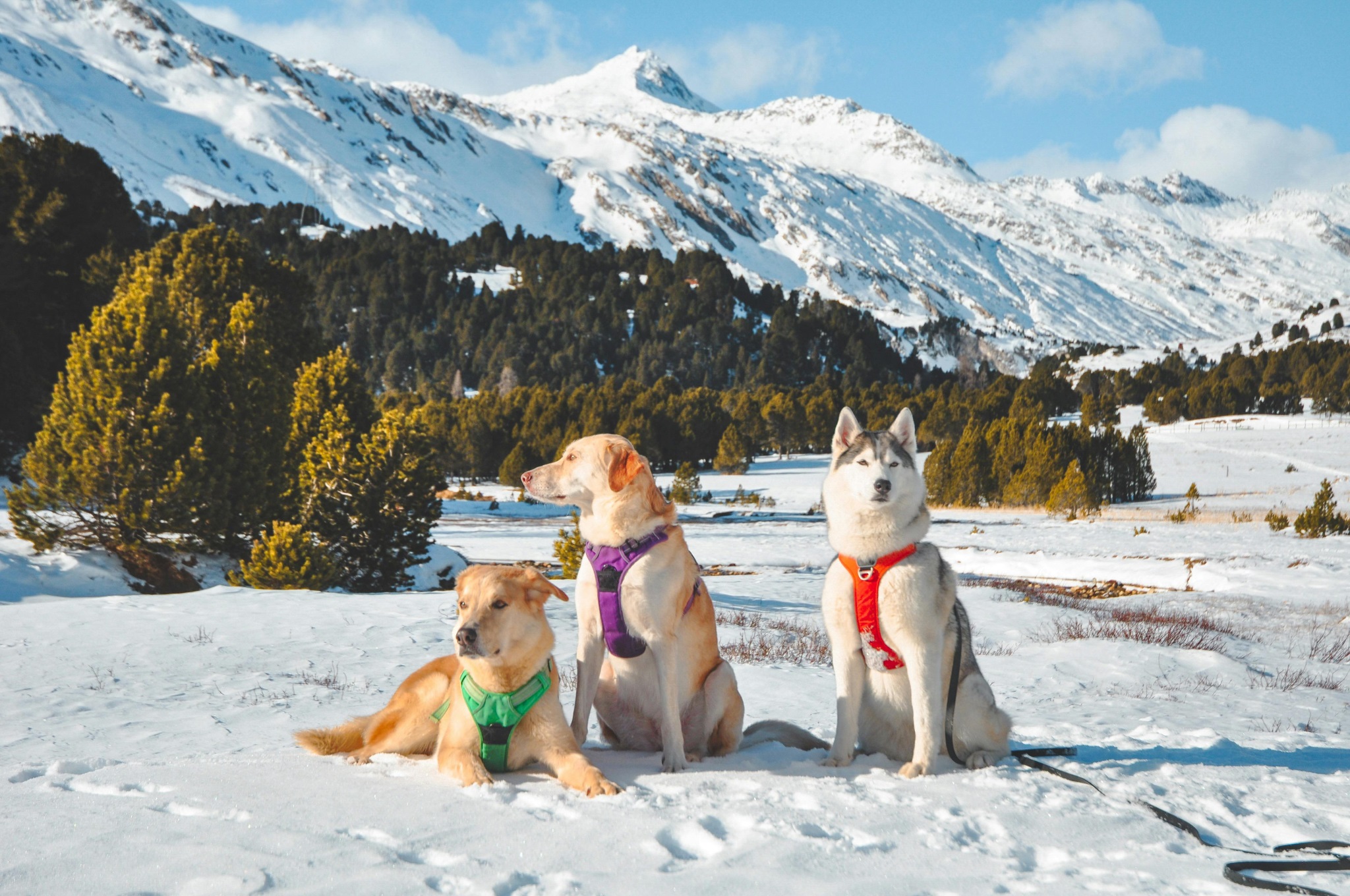 Why January Is the "Golden Window" for Dog Training 2 January dog training