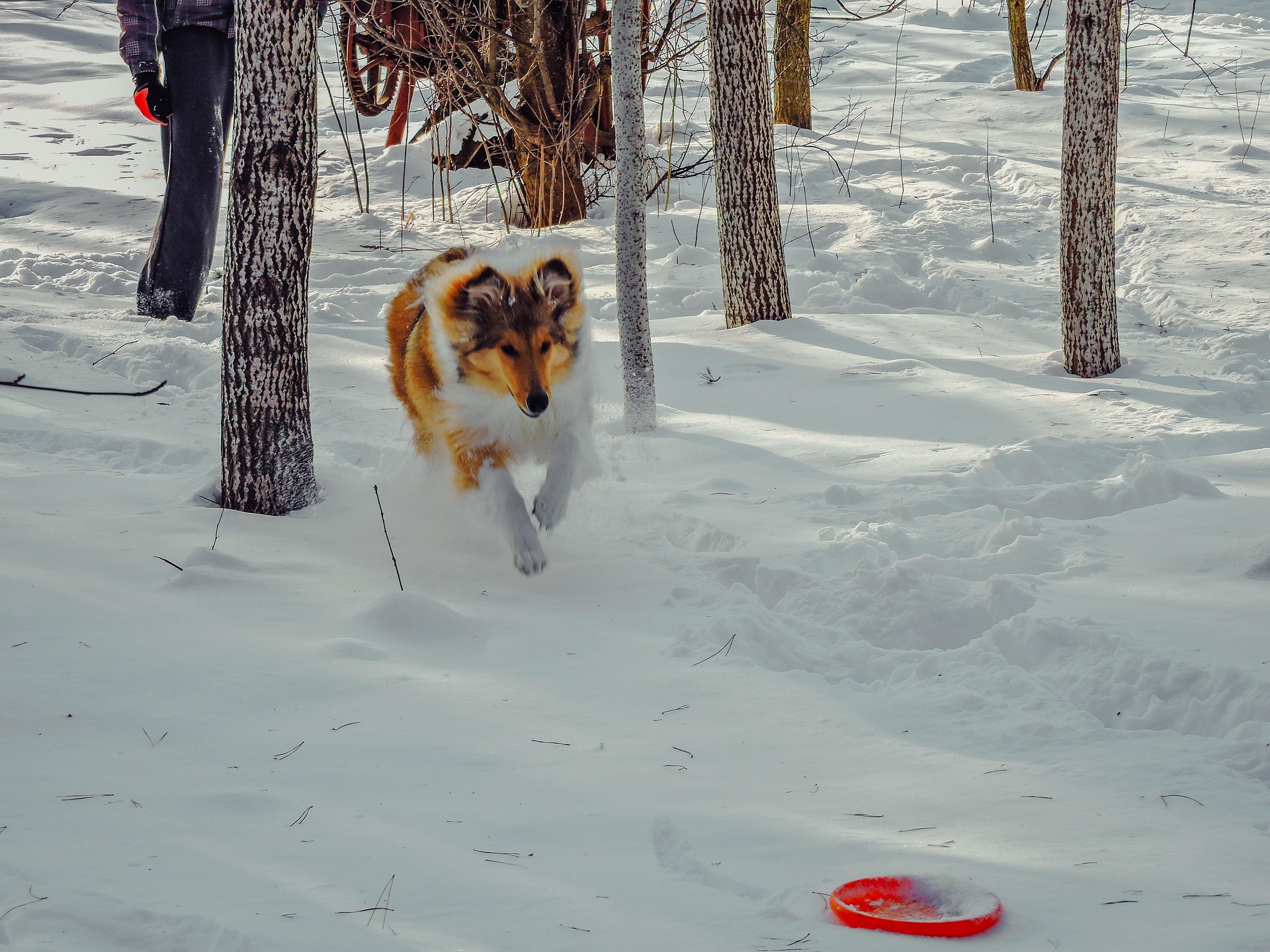 Why January Is the "Golden Window" for Dog Training 1 active 6030361 1920