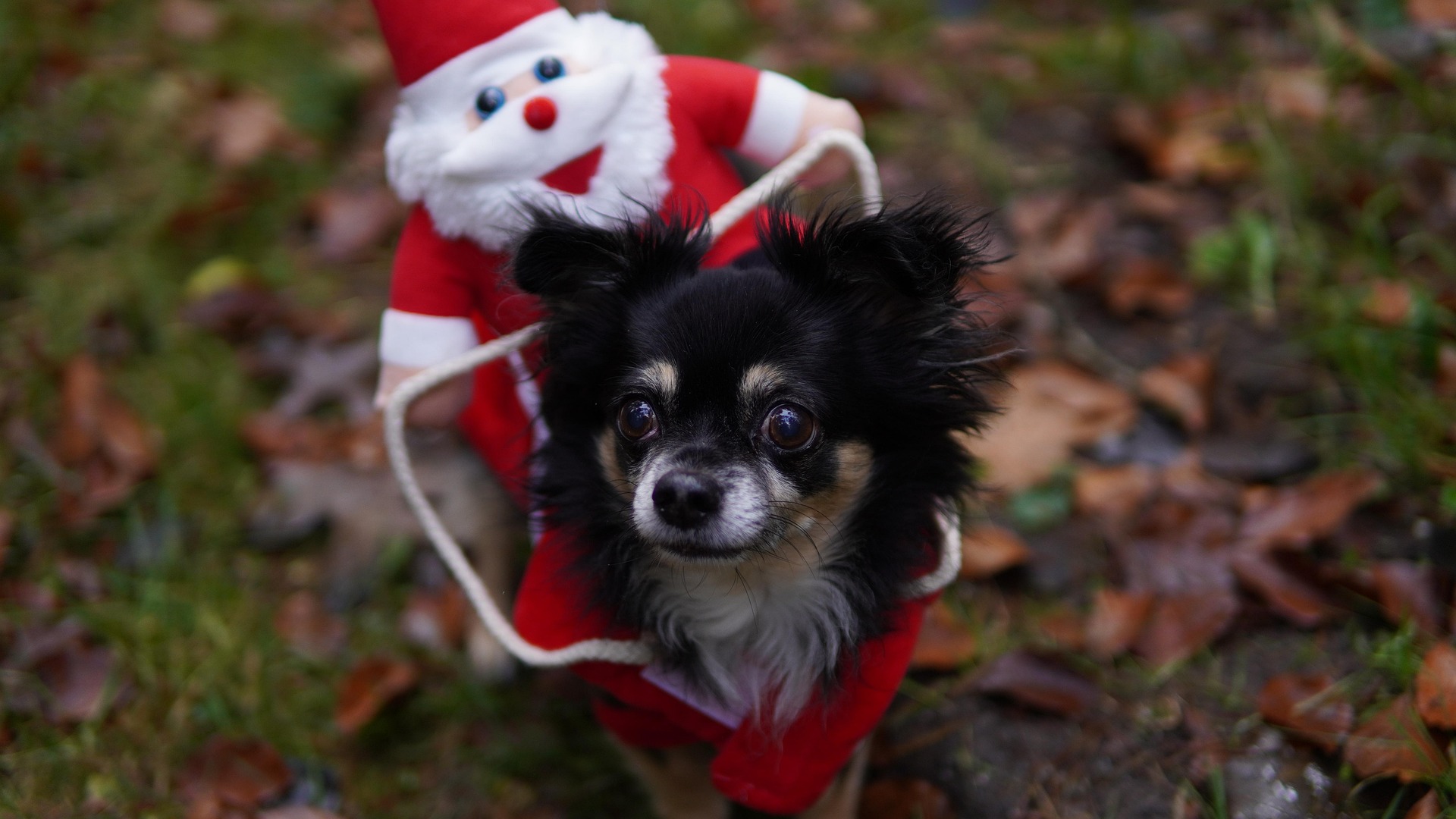 Why You Shouldn't Dress Up Your Dog For Christmas, or Any Other Time 3 chihuahua 6811805 1920
