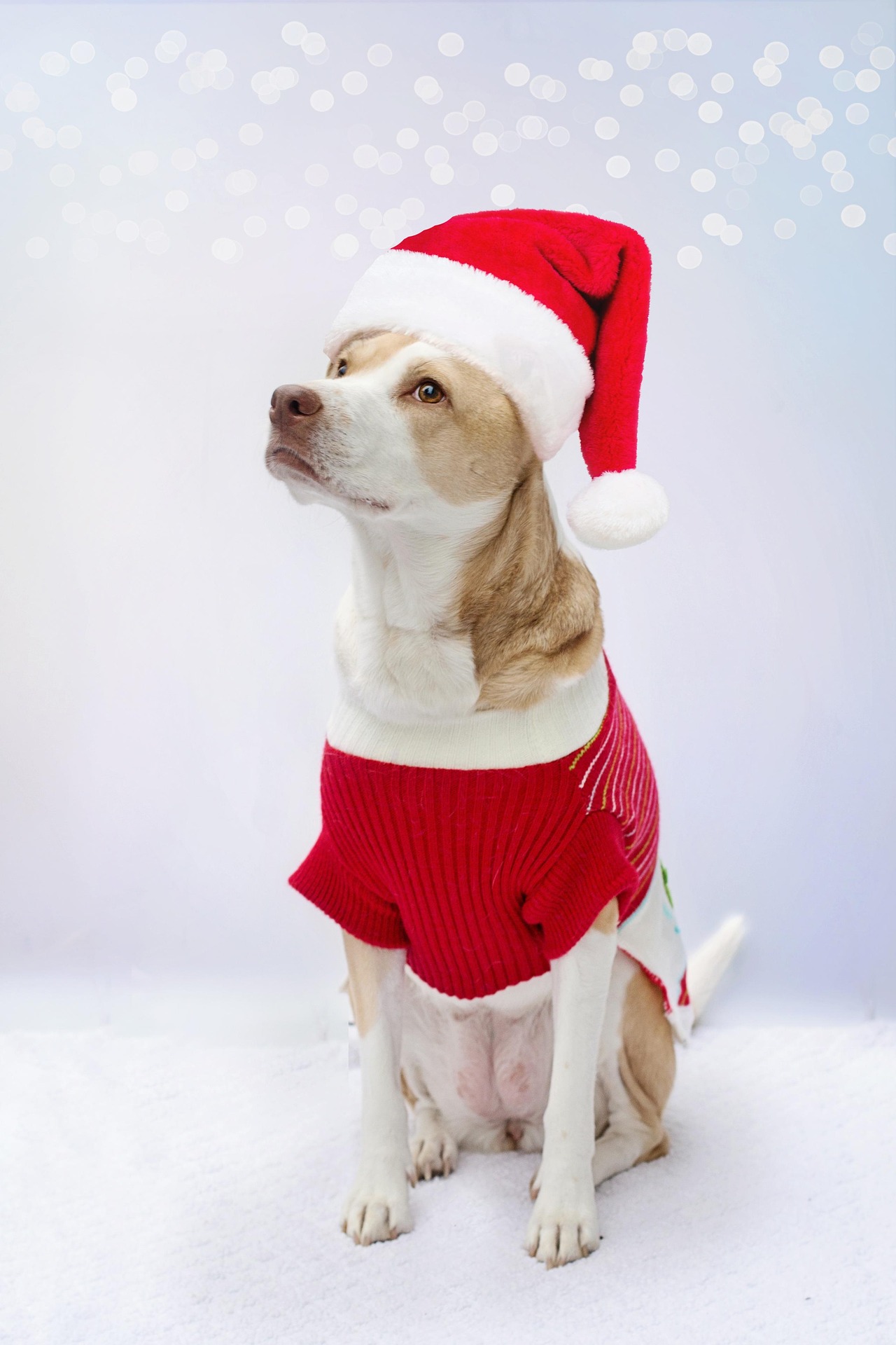 Why You Shouldn't Dress Up Your Dog For Christmas, or Any Other Time 2 dog 5828885 1920