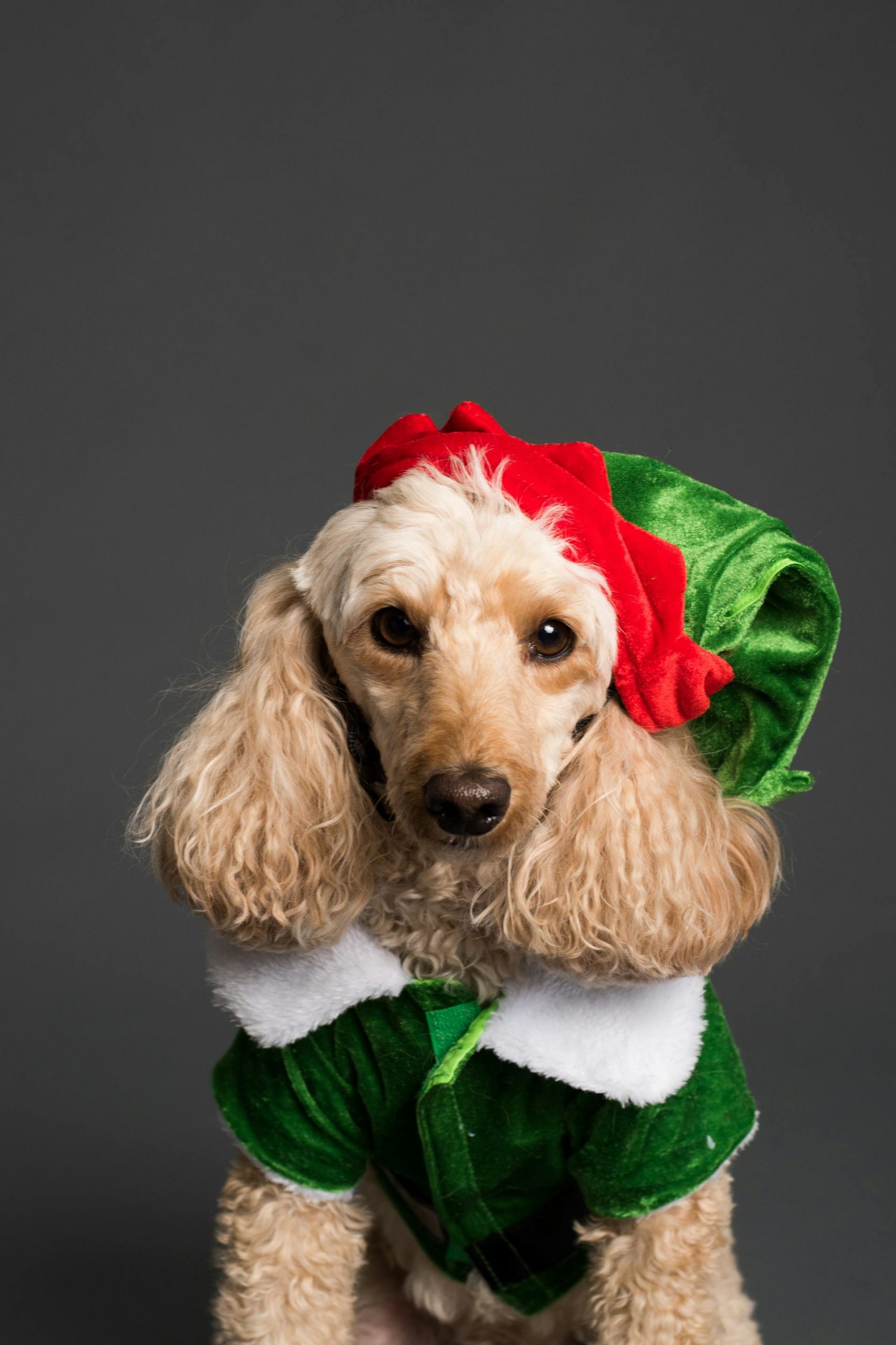 Why You Shouldn't Dress Up Your Dog For Christmas, or Any Other Time 1 pexels goochie poochie 3361741 scaled