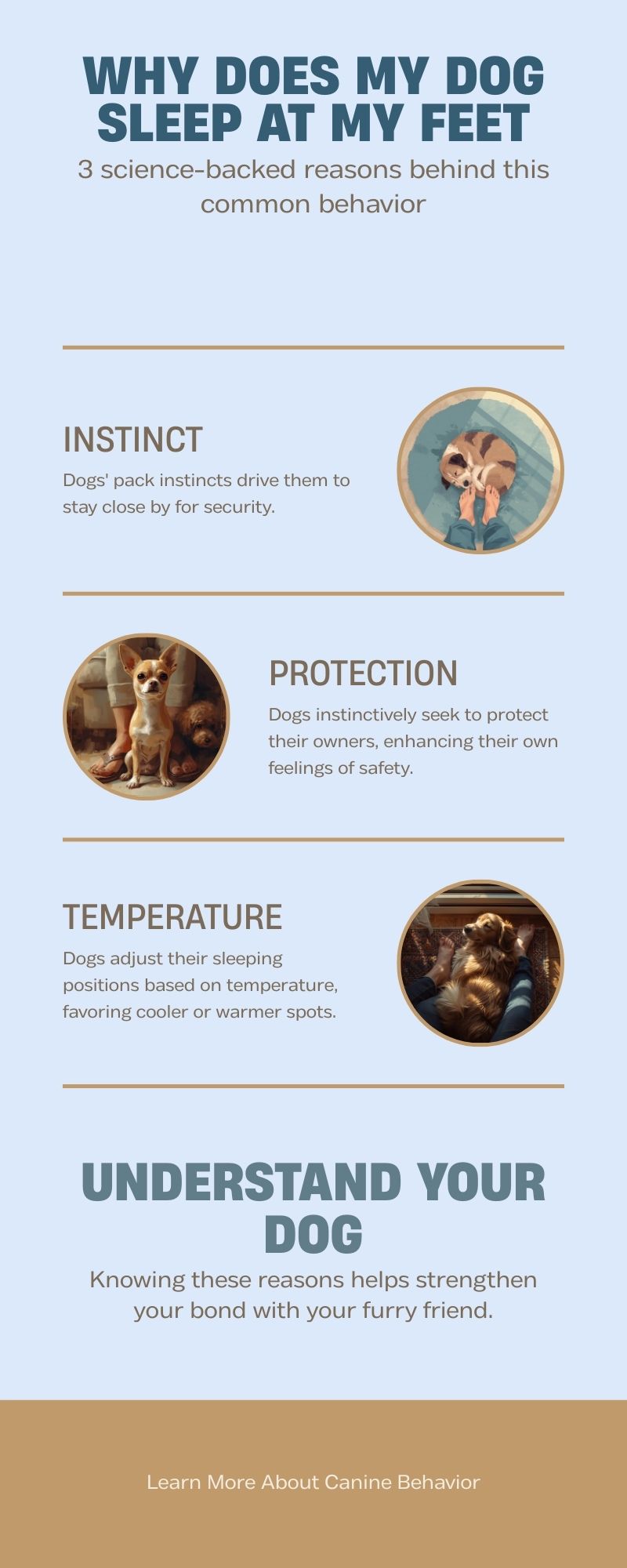 Why the Foot of Your Bed Is Your Dog’s First Choice, Not Their Last 5 Why does my dog sleep at my feet infographic