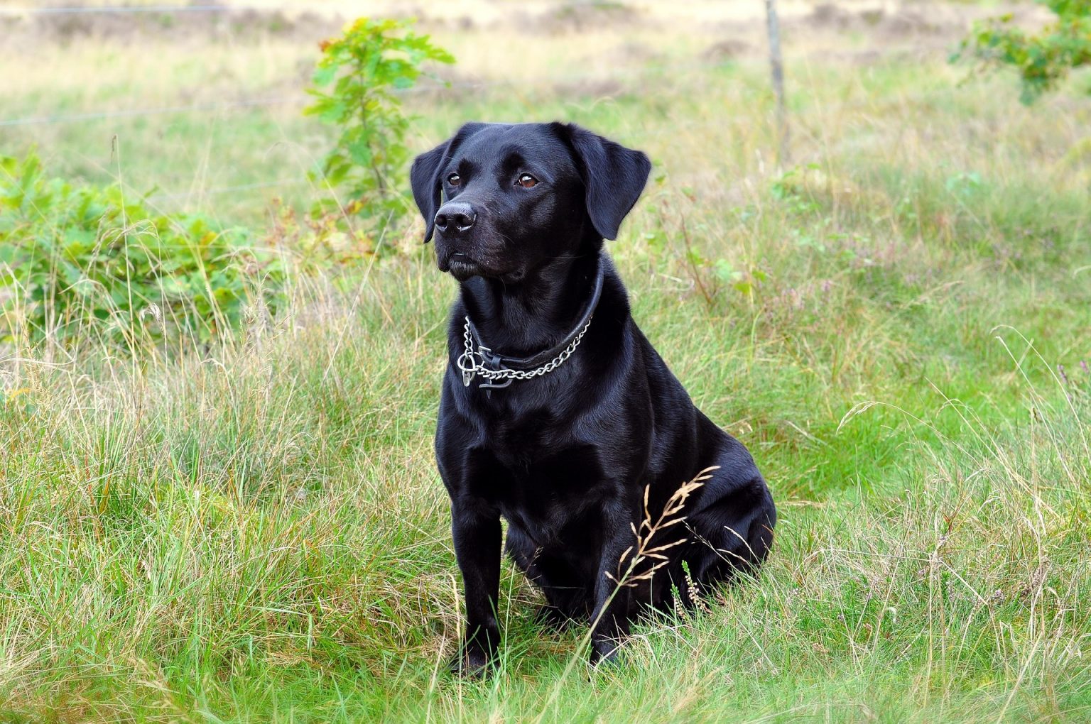 The Alarming Truth Behind Why Do Labradors Eat Grass