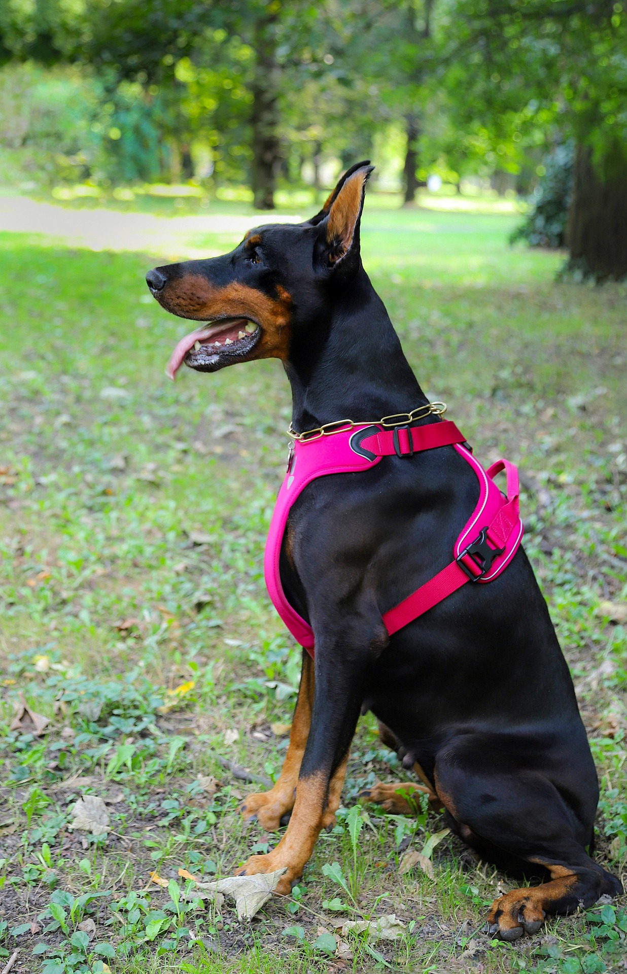 How To Choose The Best Dog Harness For Your Dog’s Breed, Size and Behavior 2 doberman 4529344 1920
