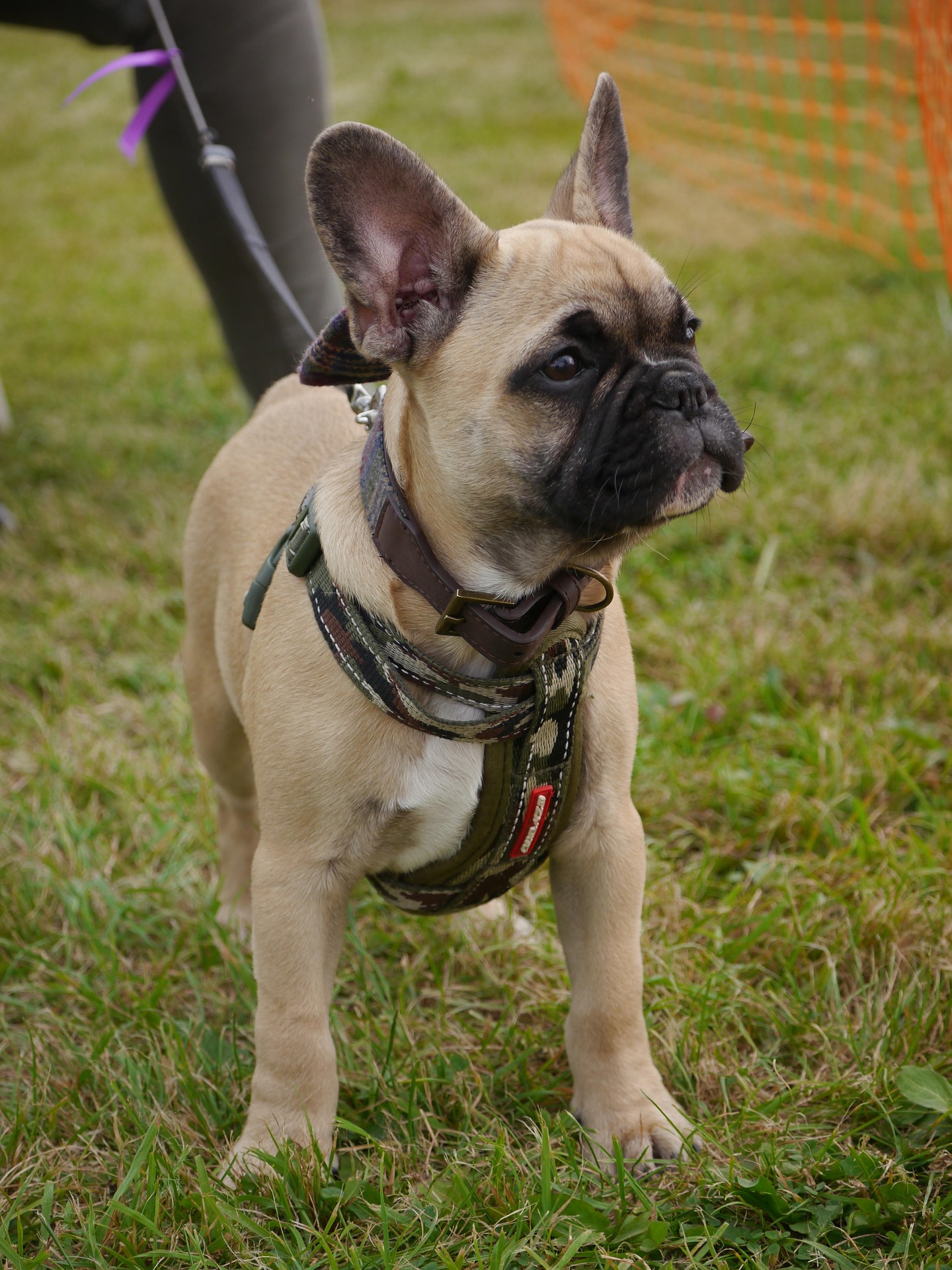 How To Choose The Best Dog Harness For Your Dog’s Breed, Size and Behavior 1 dog 7470398 1920