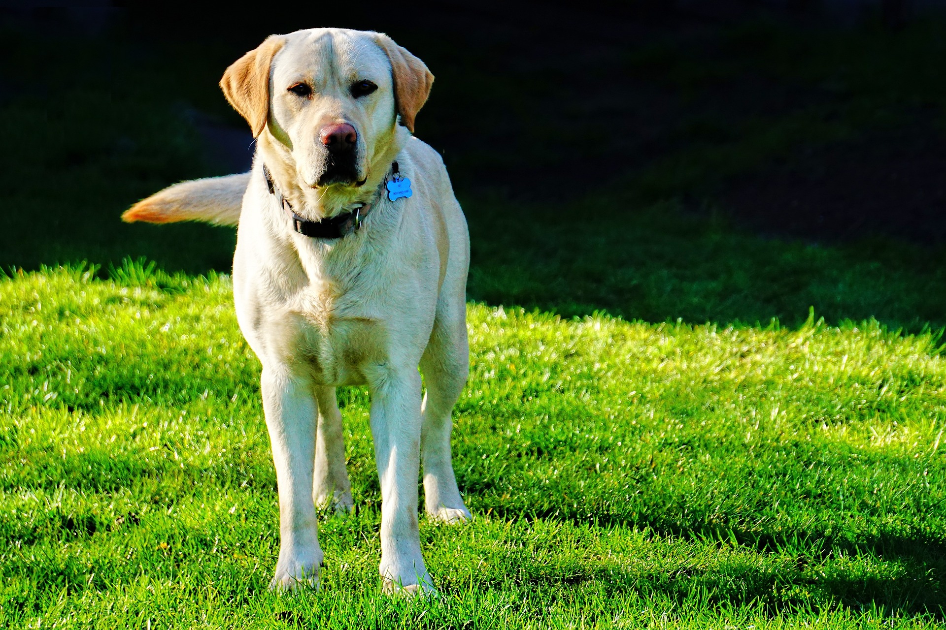 The Alarming Truth Behind Why Do Labradors Eat Grass