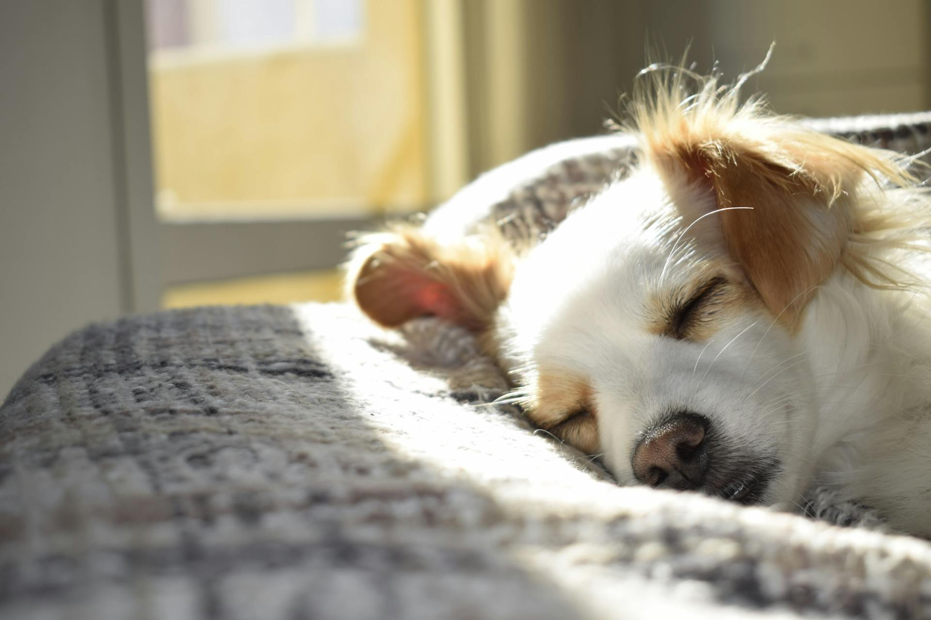 Why the Foot of Your Bed Is Your Dog’s First Choice, Not Their Last 1 pexels cdomingues10 731022