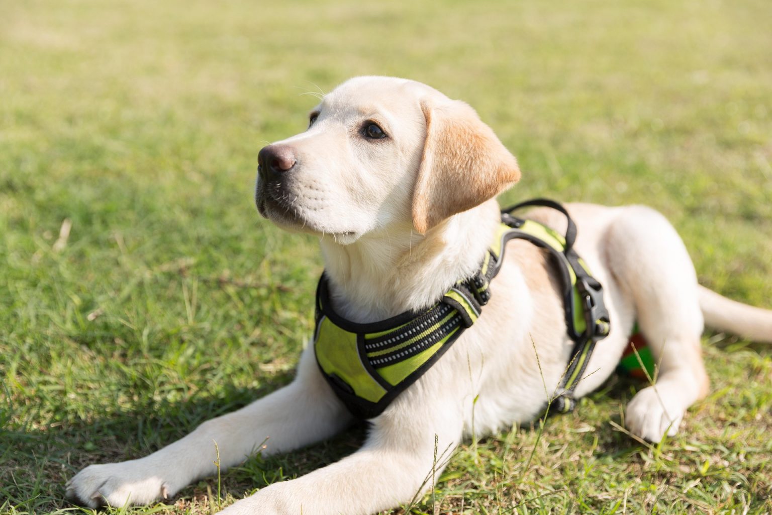 The Alarming Truth Behind Why Do Labradors Eat Grass - Labradors Eating Grass Behavior