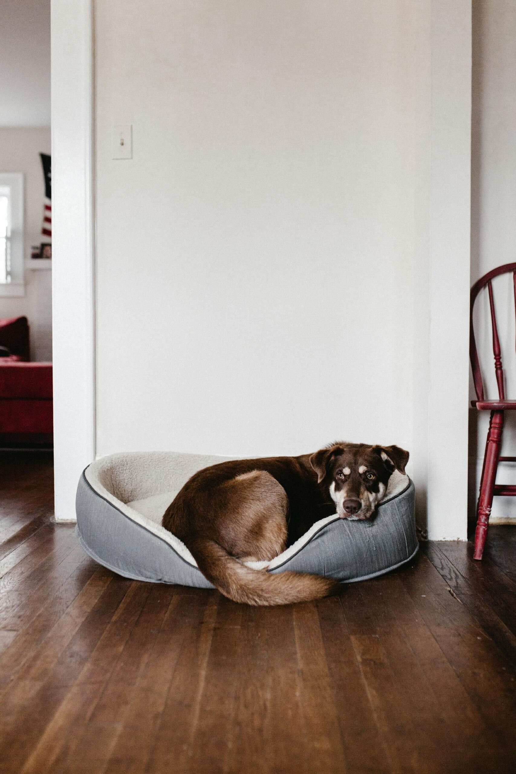 The Heartwarming Science Behind Why Your Dog Belongs in Your Bed 3 pexels andrew 2248516 scaled