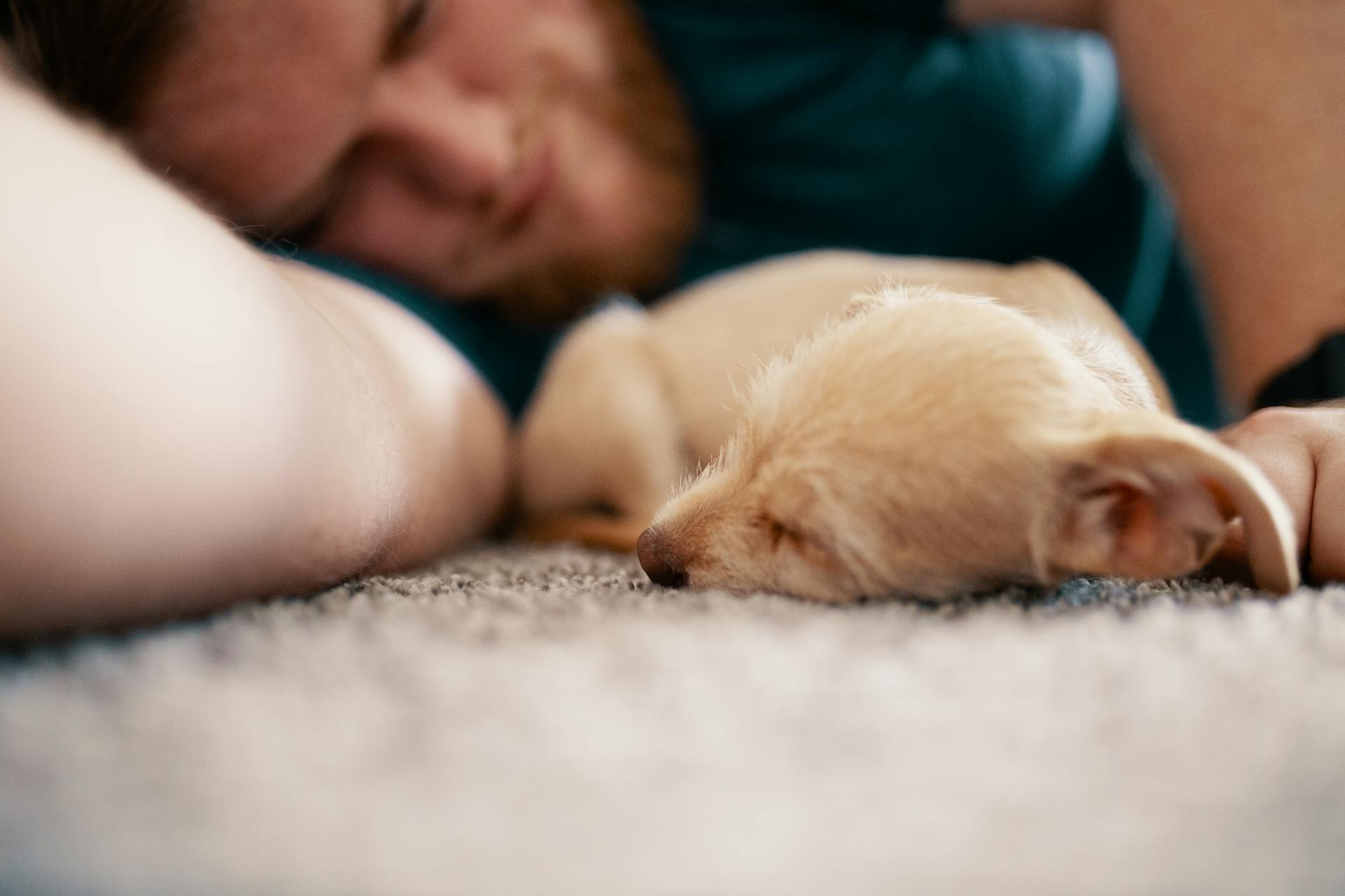 The Heartwarming Science Behind Why Your Dog Belongs in Your Bed 2 pexels joshsorenson 1750379