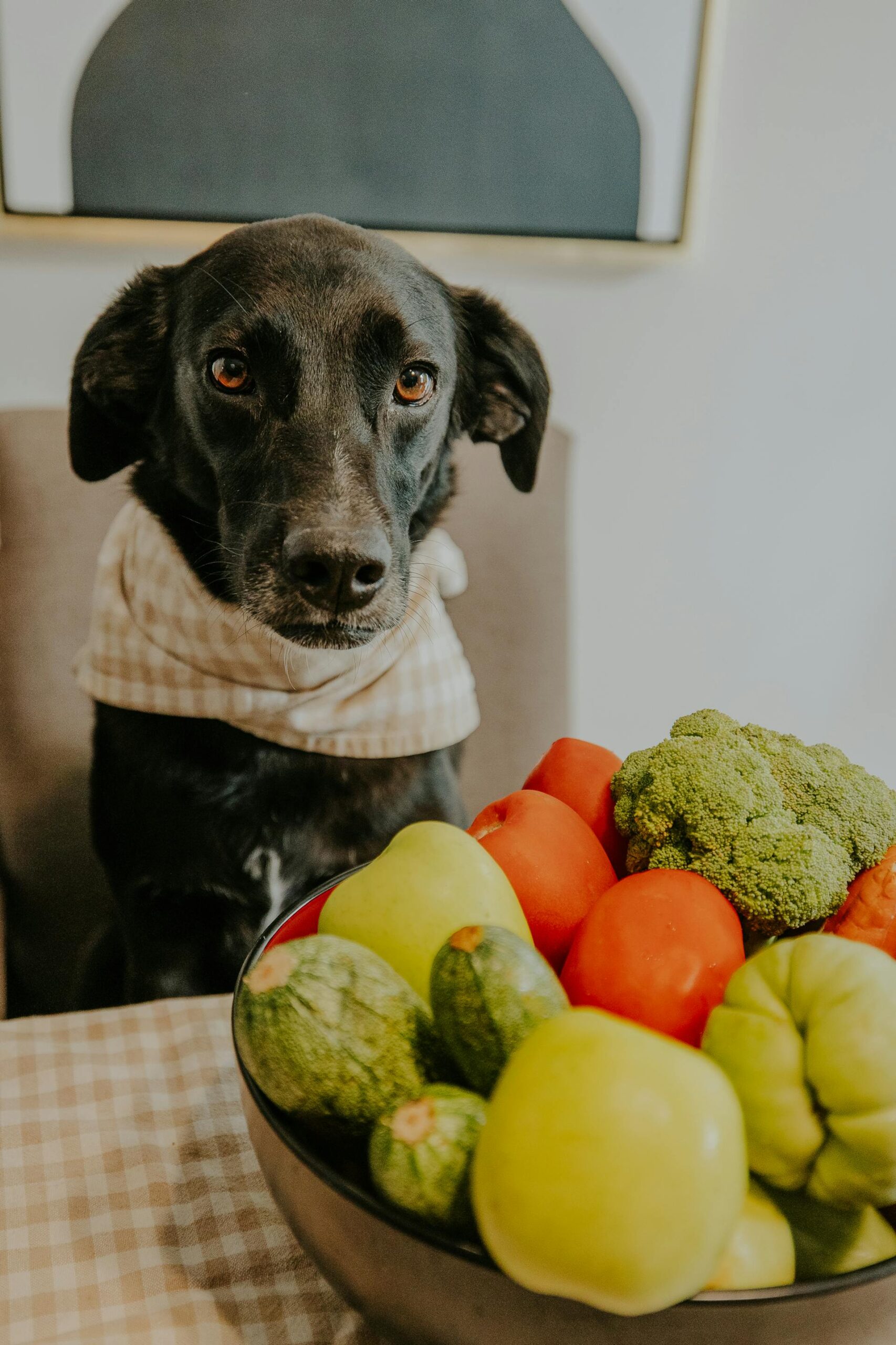 The 20% Rule: How to Upgrade Your Dog's Bowl without Doubling Your Grocery Bill 2 pexels amar 30070532 scaled