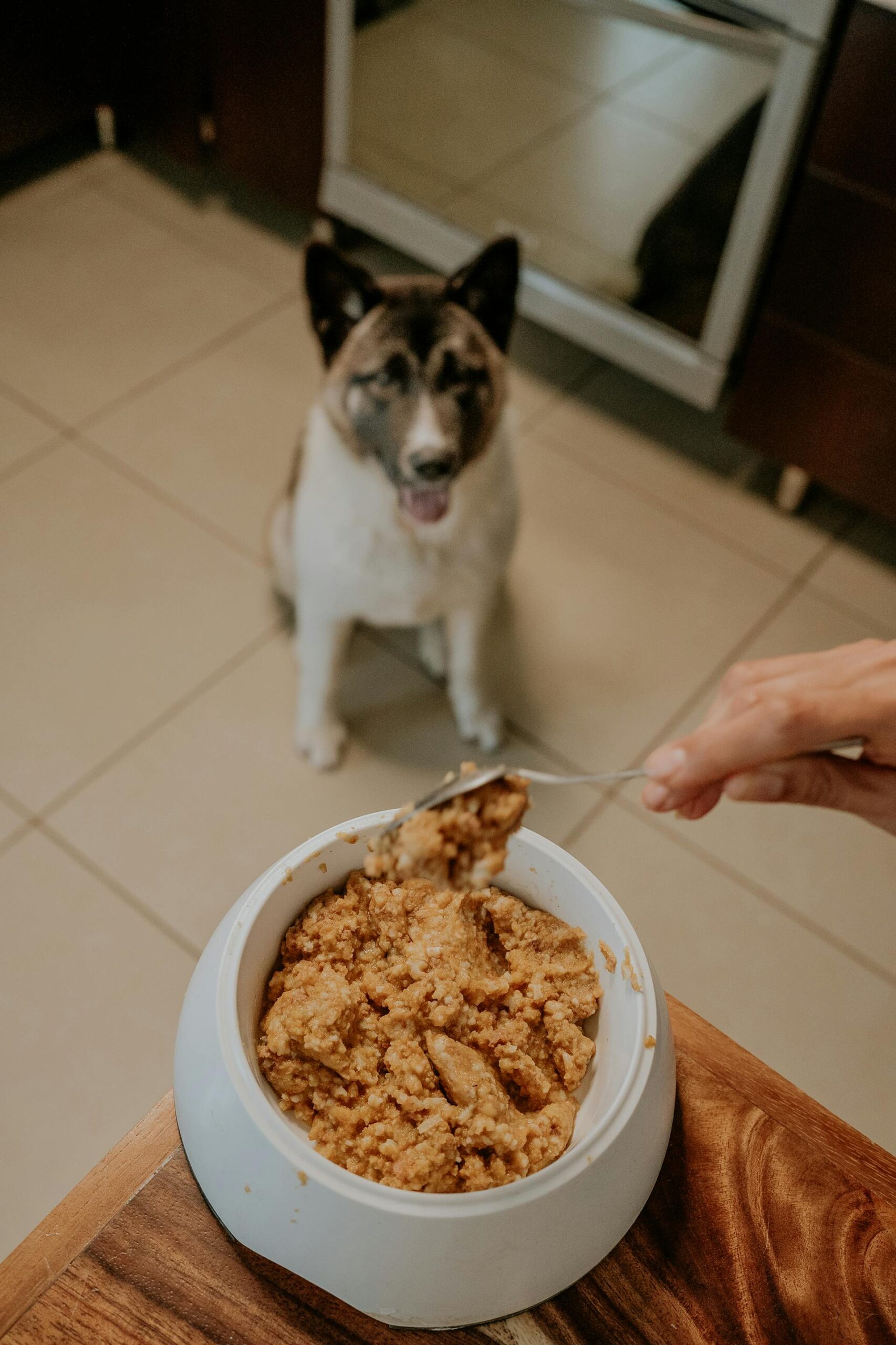 The 20% Rule: How to Upgrade Your Dog's Bowl without Doubling Your Grocery Bill 3 pexels amar 30070537 scaled